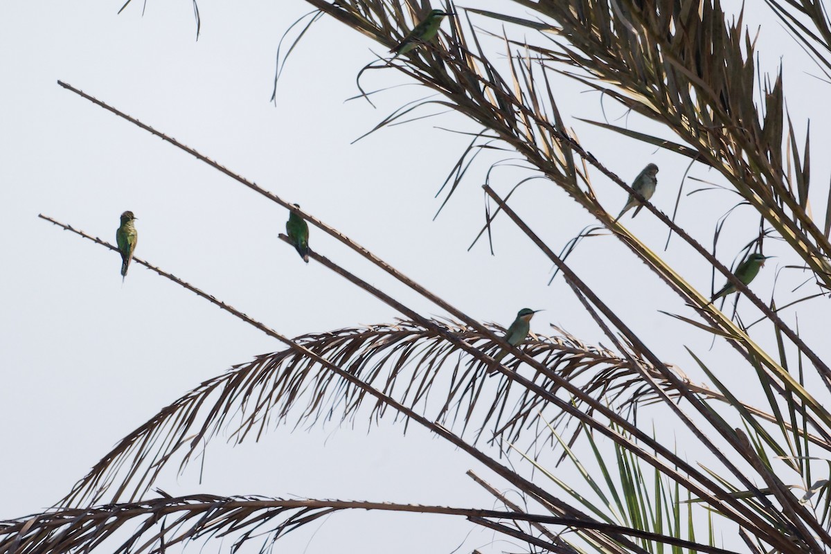 藍頰蜂虎 - ML645879008