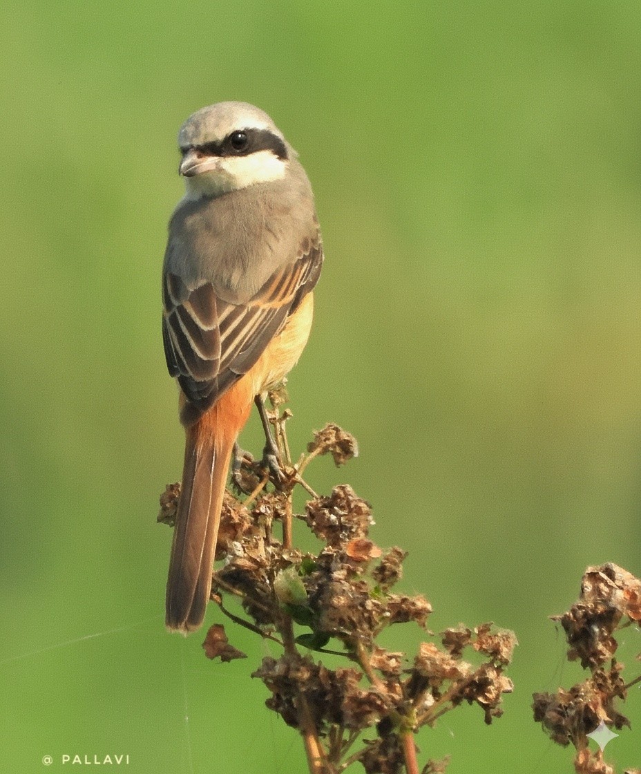 棕背伯勞 - ML645879009