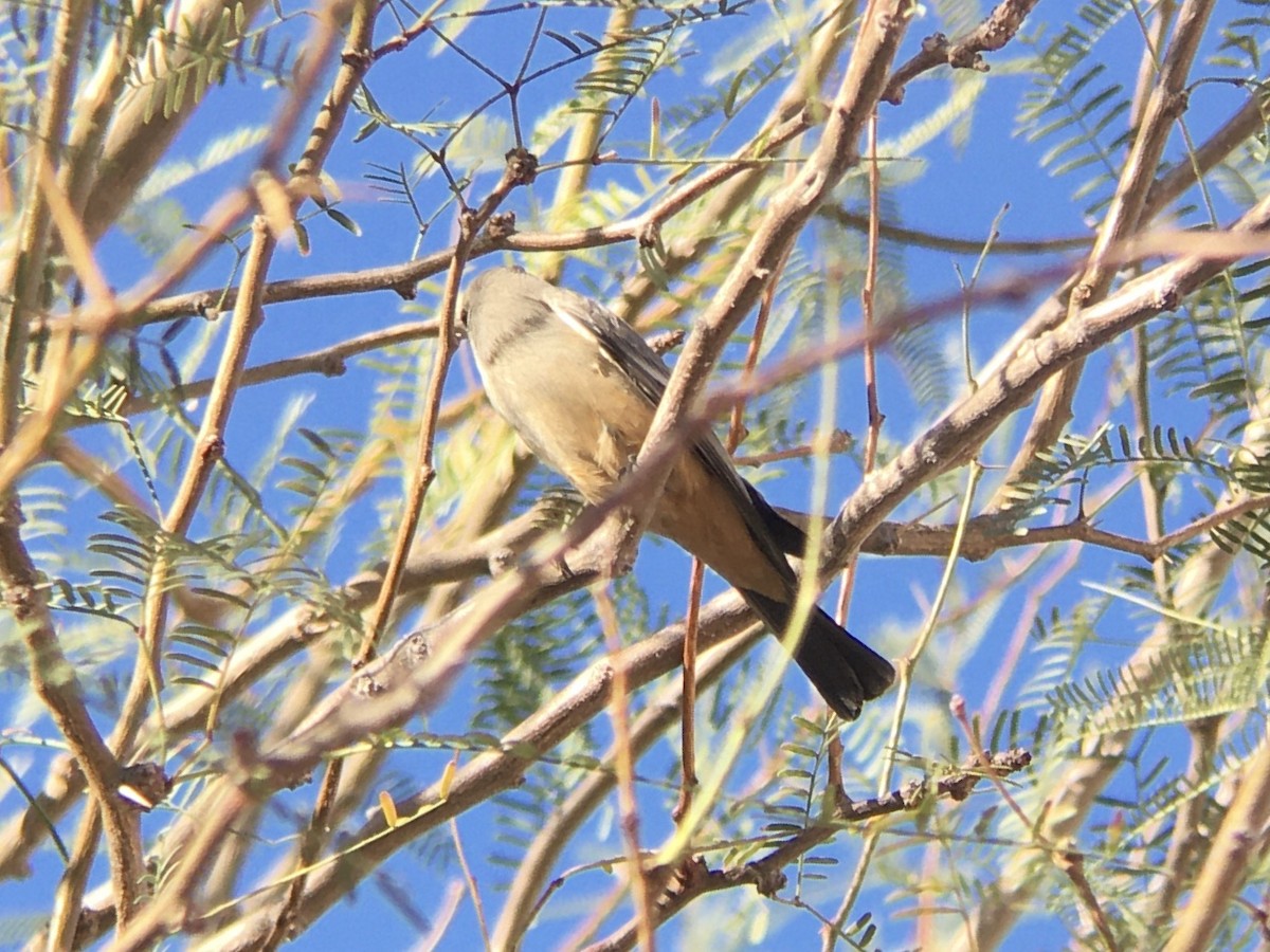 Say's Phoebe - ML645879012