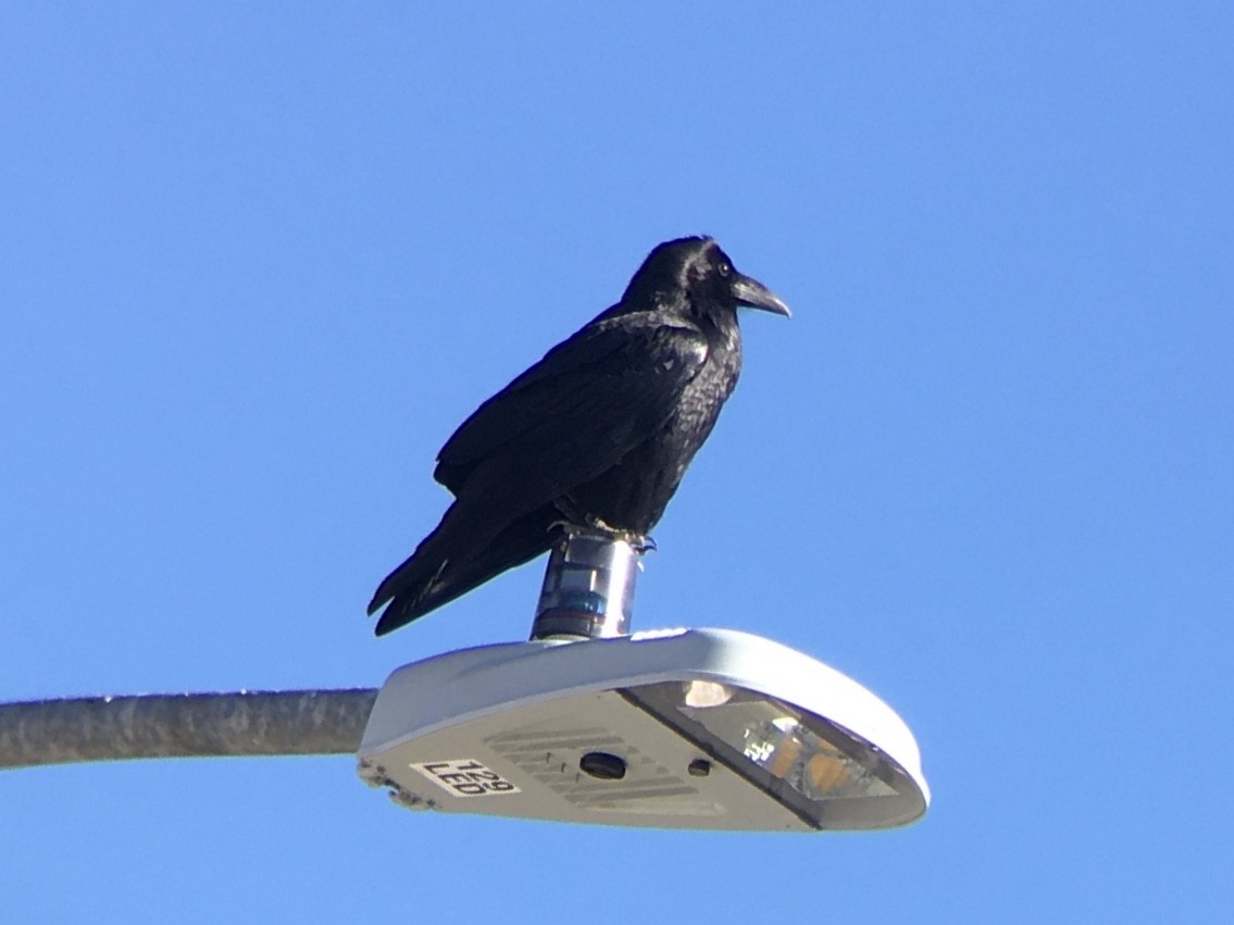 Common Raven - ML645879014