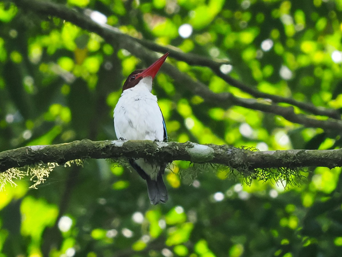 Chocolate-backed Kingfisher - ML645879015