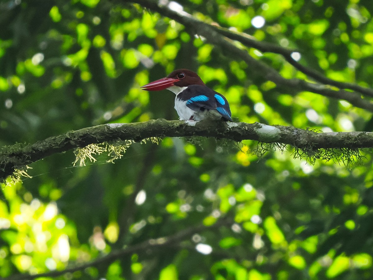 Chocolate-backed Kingfisher - ML645879016