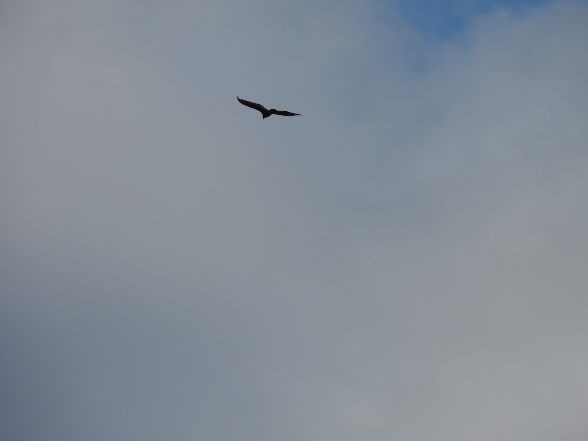 Turkey Vulture - ML645879022