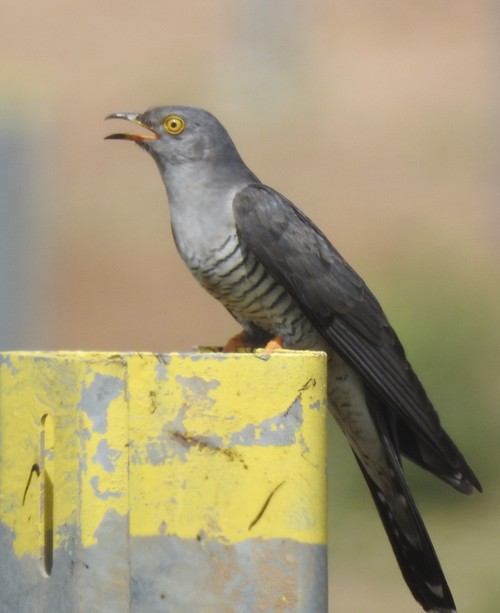 大杜鵑 - ML645879027