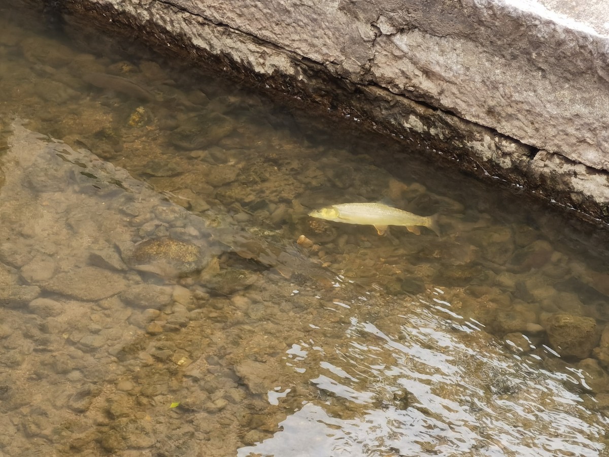 Snowtrouts - ML645879036