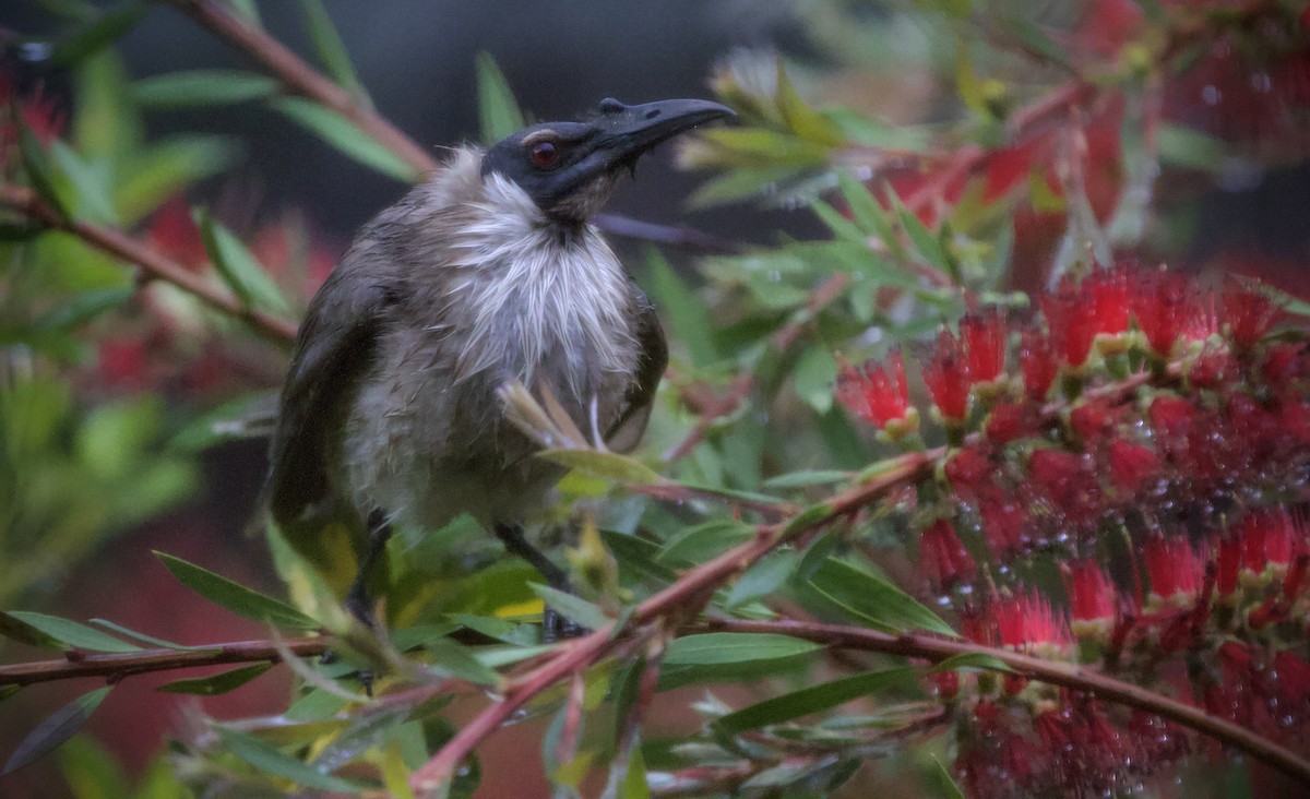 Noisy Friarbird - ML645879054
