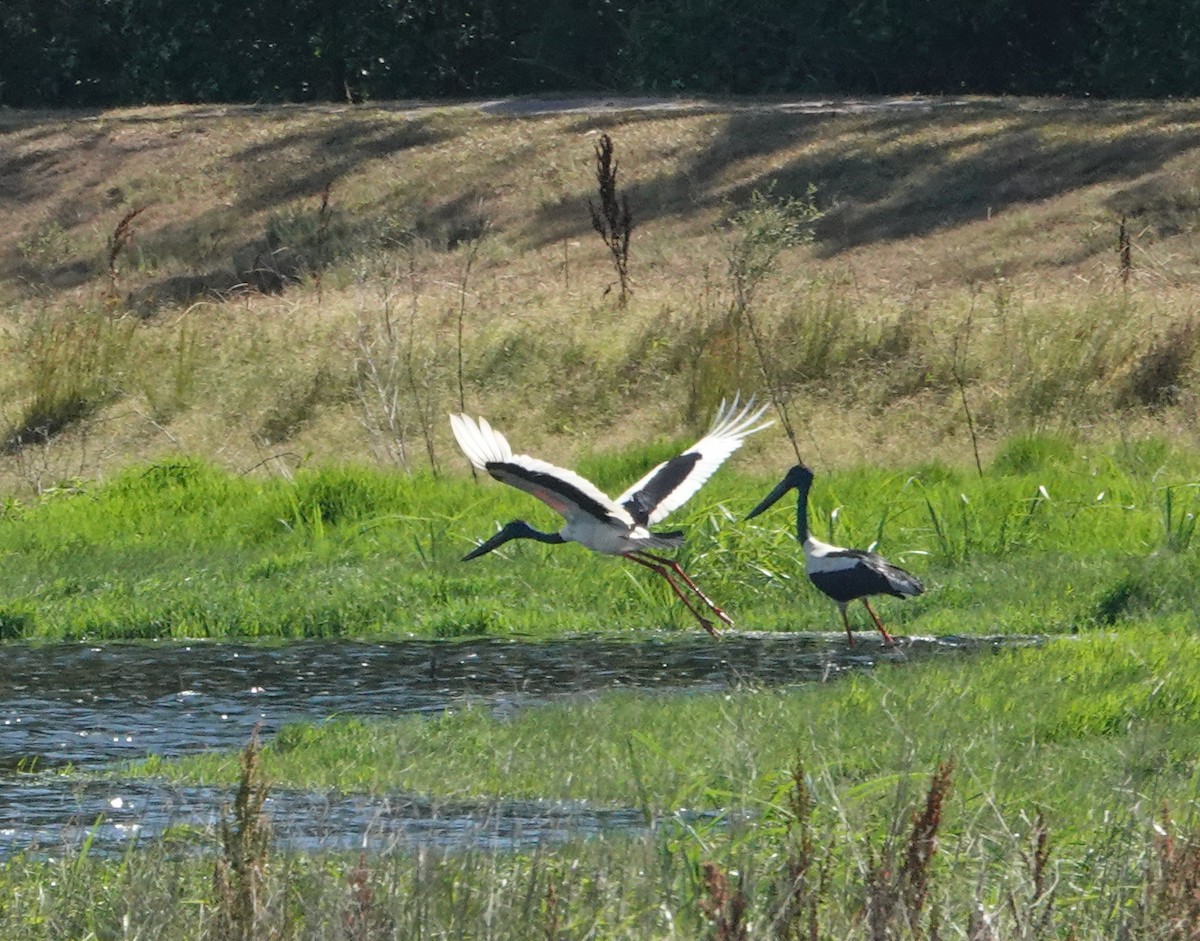 čáp černokrký - ML645879056