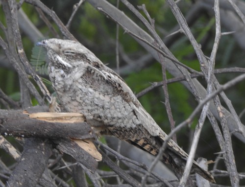Eurasian Nightjar - ML645879057