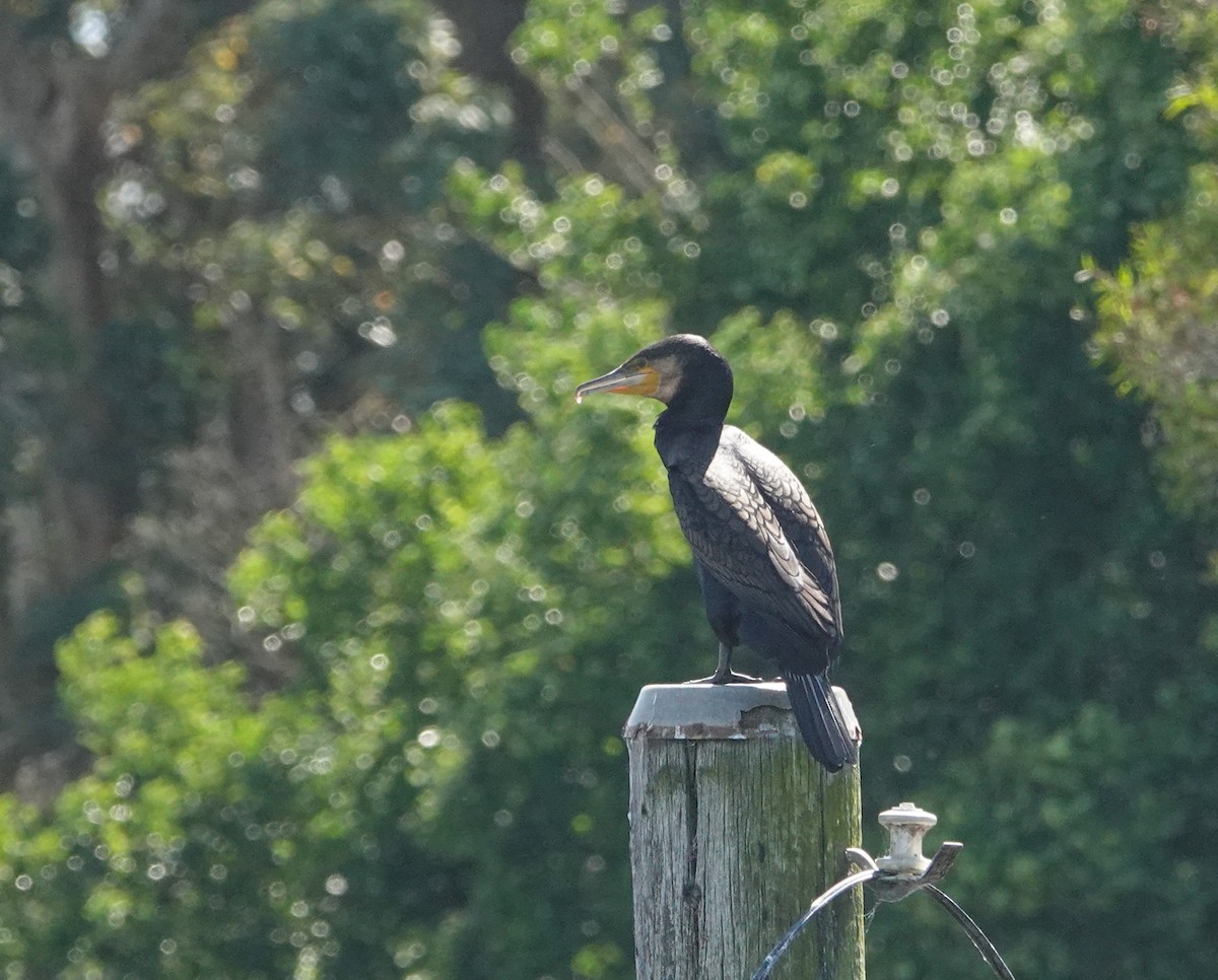 storskarv - ML645879063