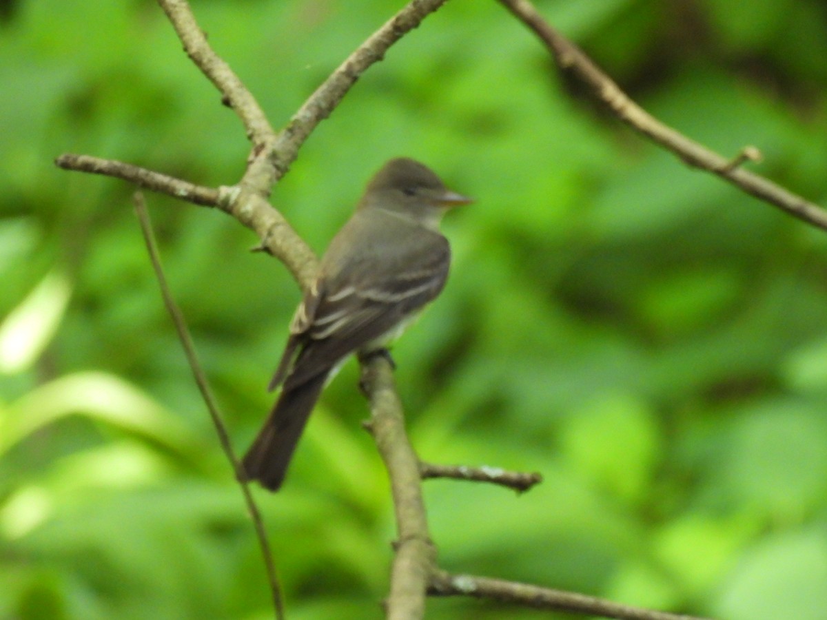 Eastern Wood-Pewee - ML645879066