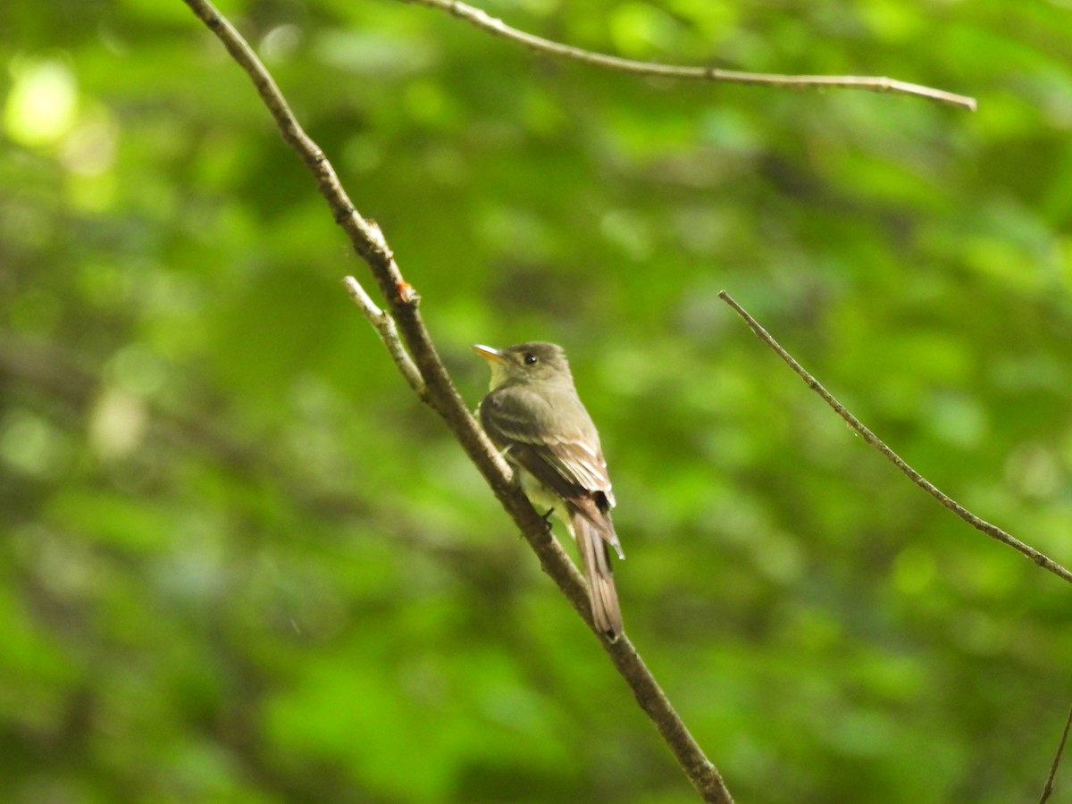 Eastern Wood-Pewee - ML645879067