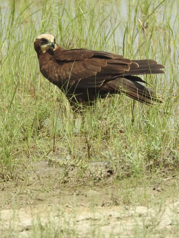 西方澤鵟 - ML645879080