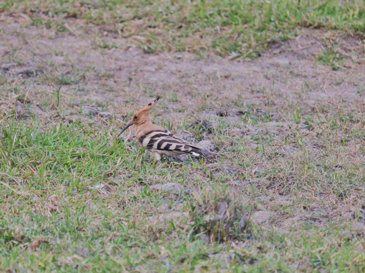 Common Hoopoe - ML645879081
