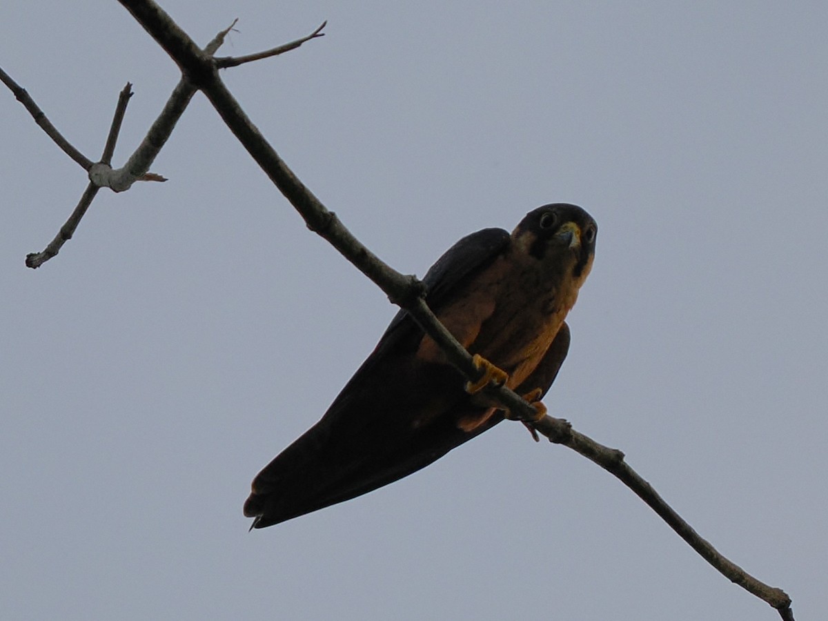 Afrikabaumfalke - ML645879089