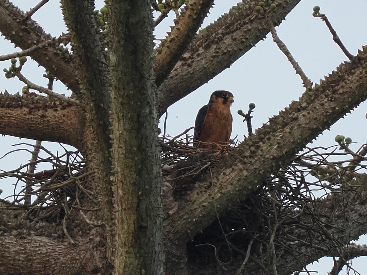 Afrikabaumfalke - ML645879090