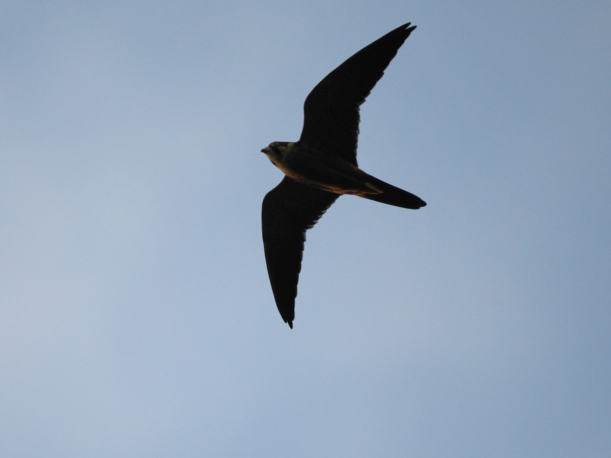 Afrikabaumfalke - ML645879091