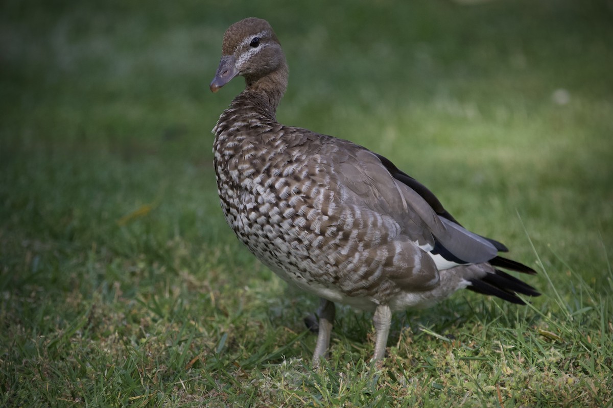Maned Duck - ML645879095