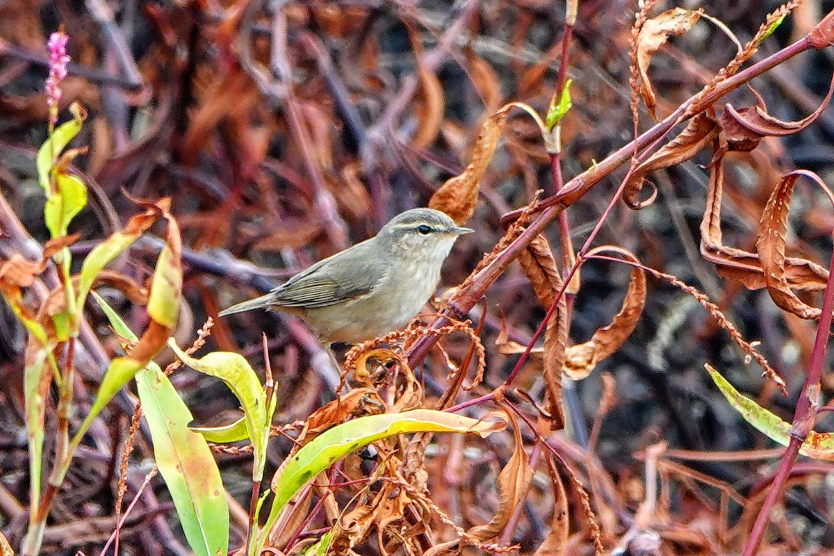 עלווית כהה - ML645879100