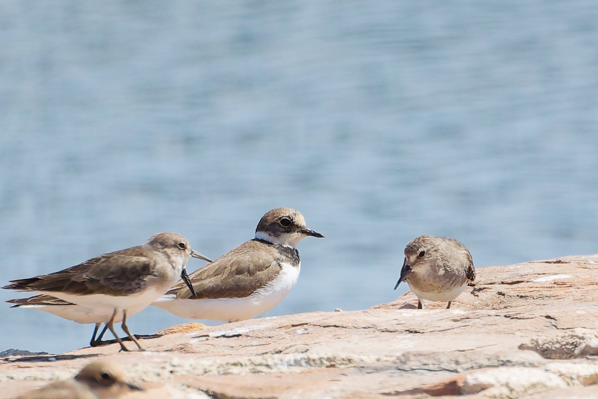 Little Ringed Plover - ML645879102