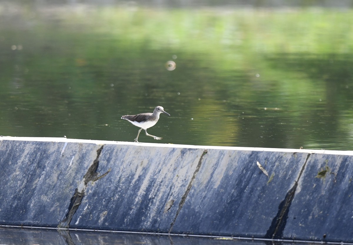 Green Sandpiper - ML645879103