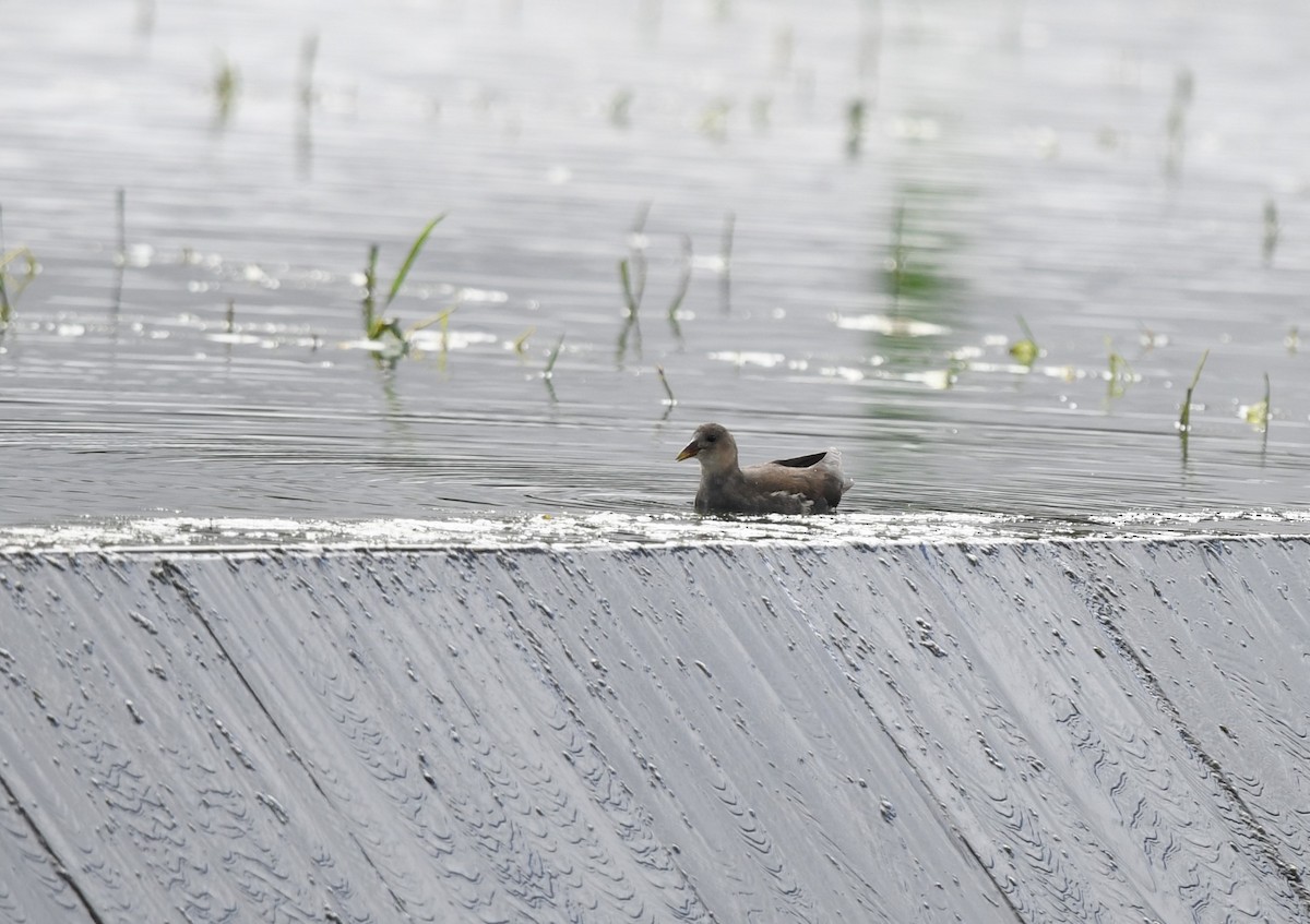 Eurasian Moorhen - ML645879104