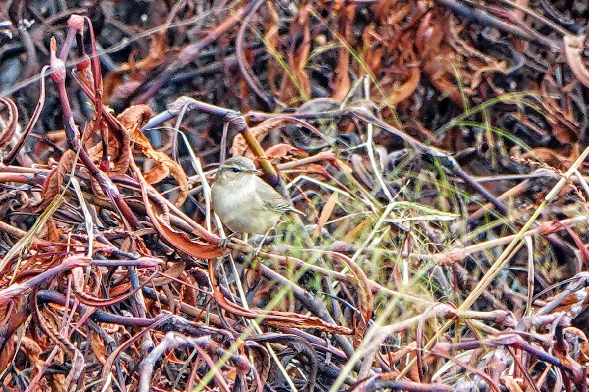 Dusky Warbler - ML645879106