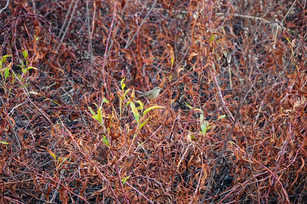 Dusky Warbler - ML645879107