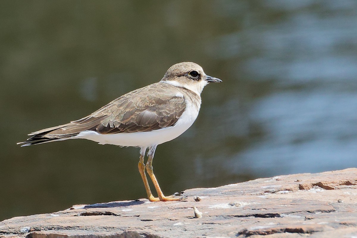 Little Ringed Plover - ML645879108
