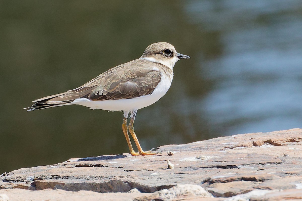 Little Ringed Plover - ML645879109