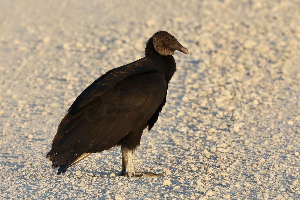 Black Vulture - ML645879110