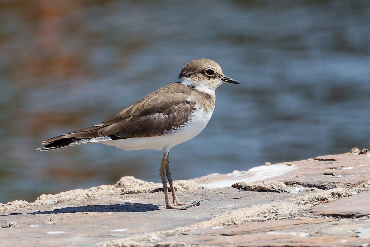 Little Ringed Plover - ML645879111