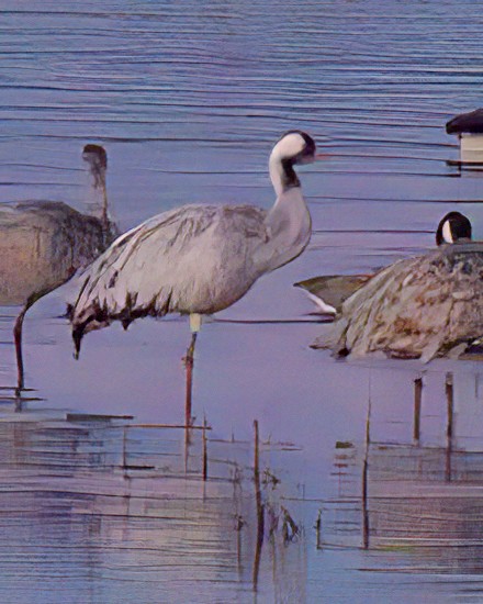 Common Crane - ML645879112