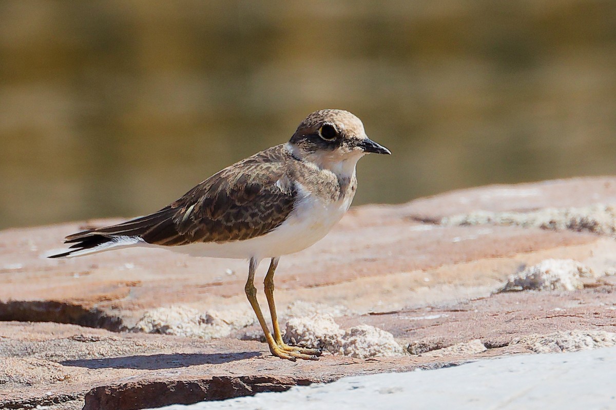Little Ringed Plover - ML645879114
