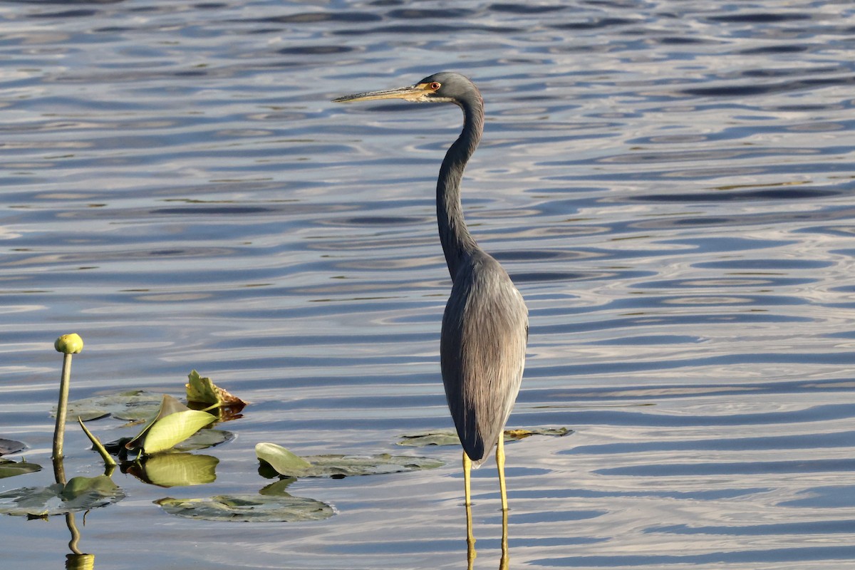 Tricolored Heron - ML645879115