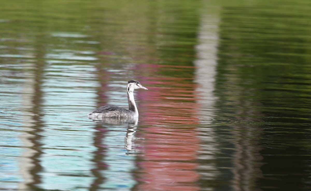 Great Crested Grebe - ML645879116