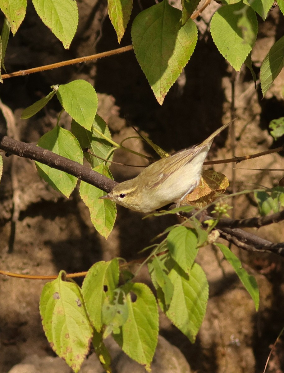 Greenish Warbler - ML645879117
