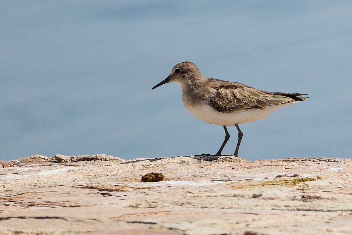 Temminck's Stint - ML645879118