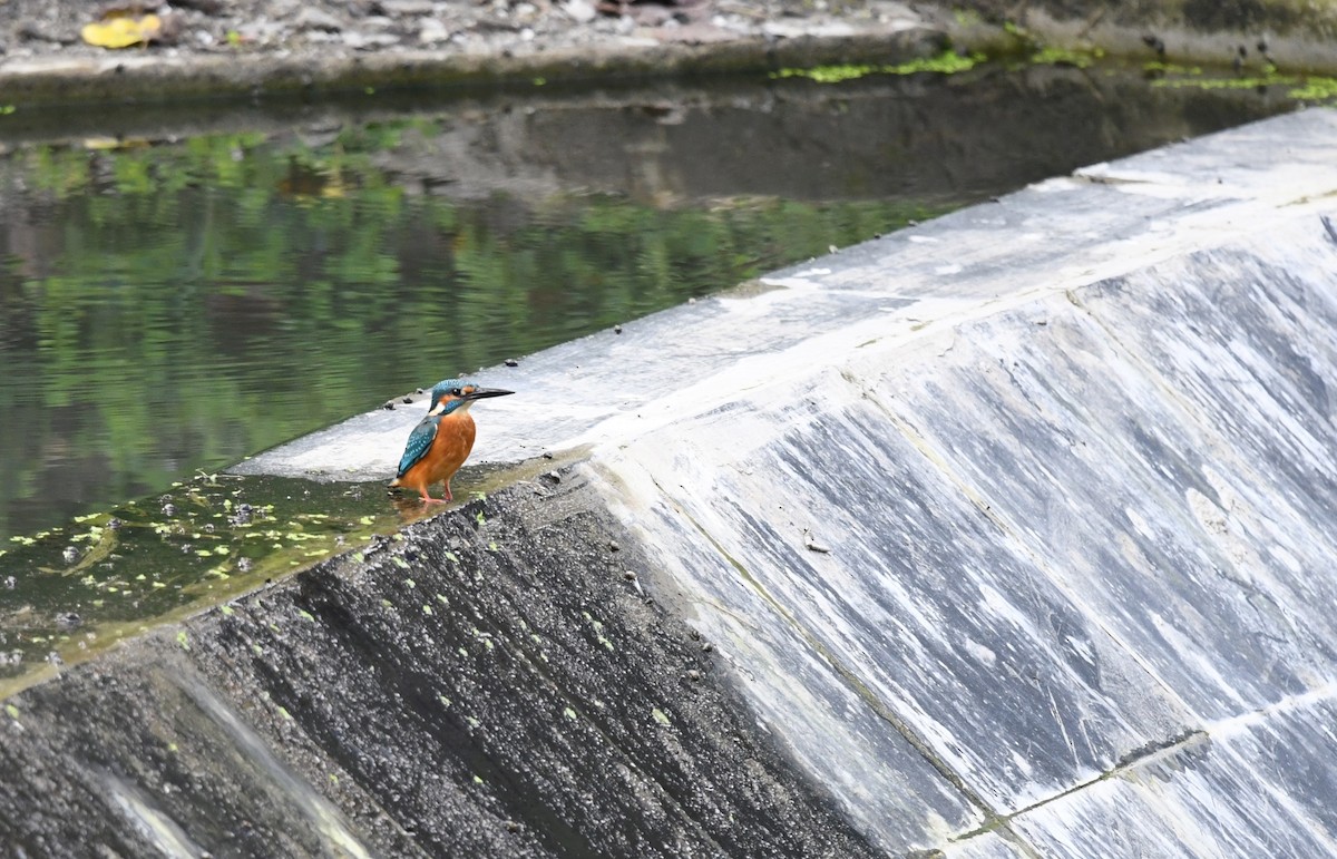 Common Kingfisher - ML645879119