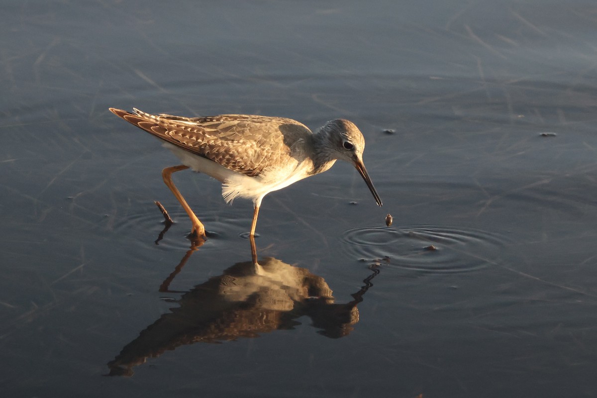 Lesser Yellowlegs - ML645879121
