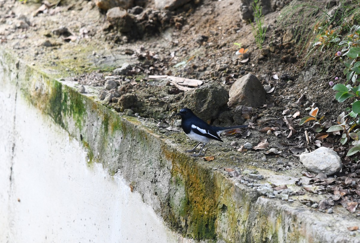 Oriental Magpie-Robin - ML645879122