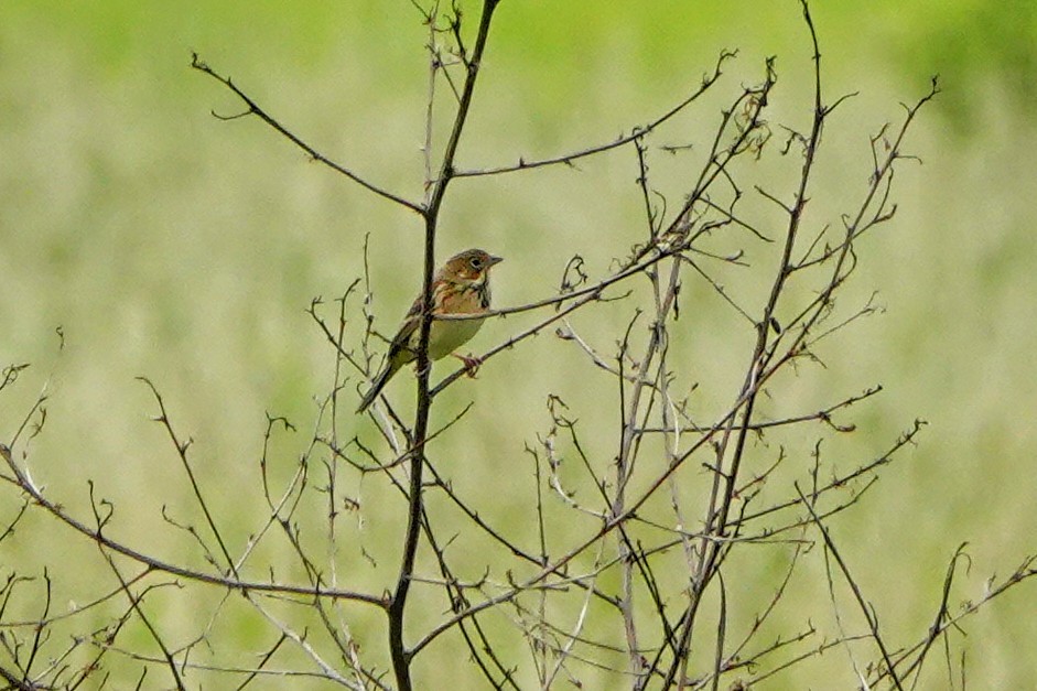 Chestnut-eared Bunting - ML645879123