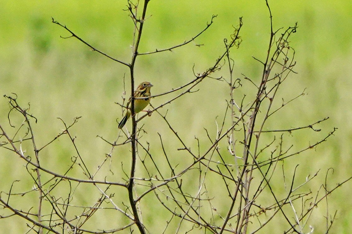 Chestnut-eared Bunting - ML645879124