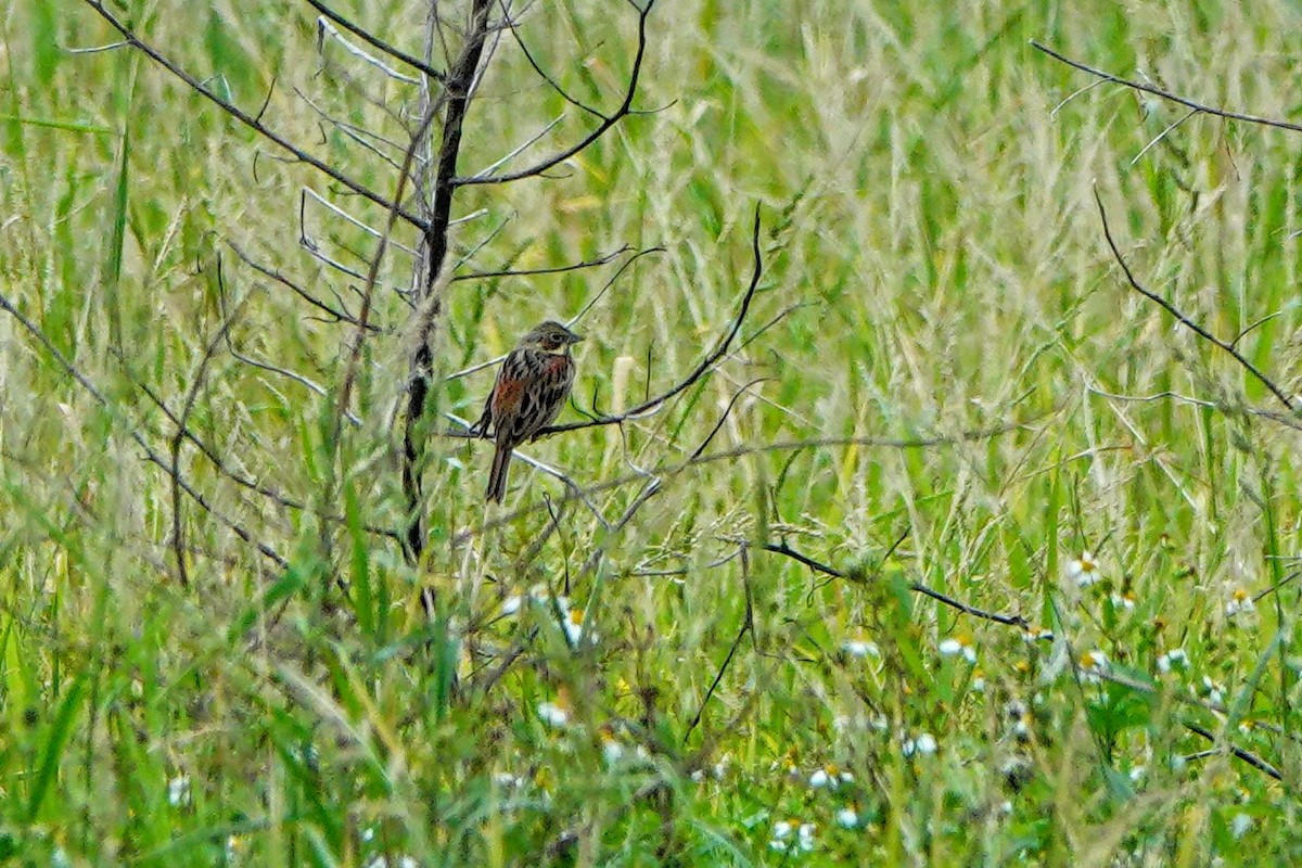 Chestnut-eared Bunting - ML645879125