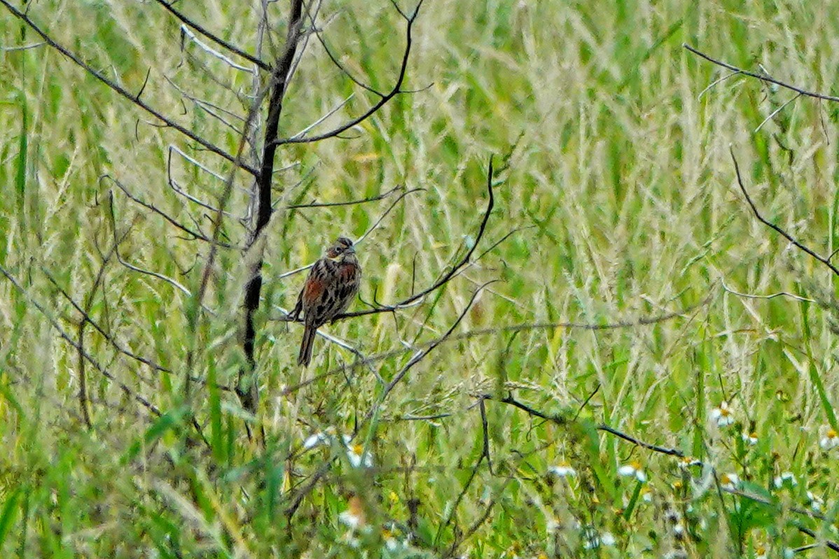 Chestnut-eared Bunting - ML645879126