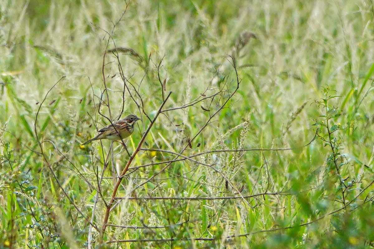 Chestnut-eared Bunting - ML645879127