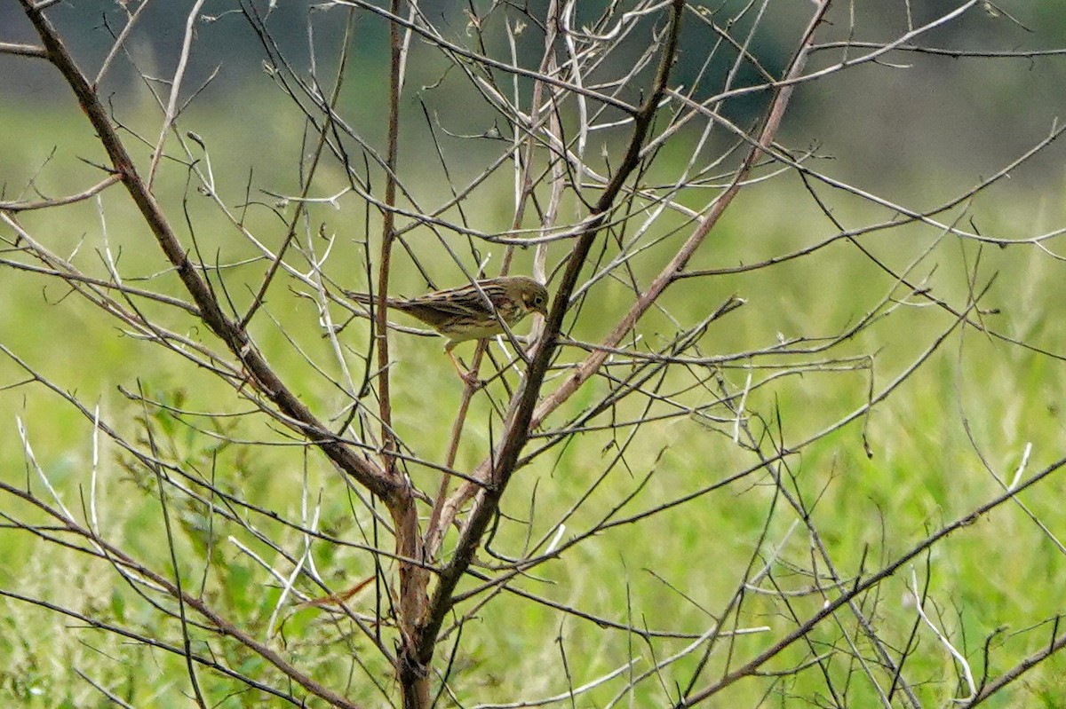 Chestnut-eared Bunting - ML645879128