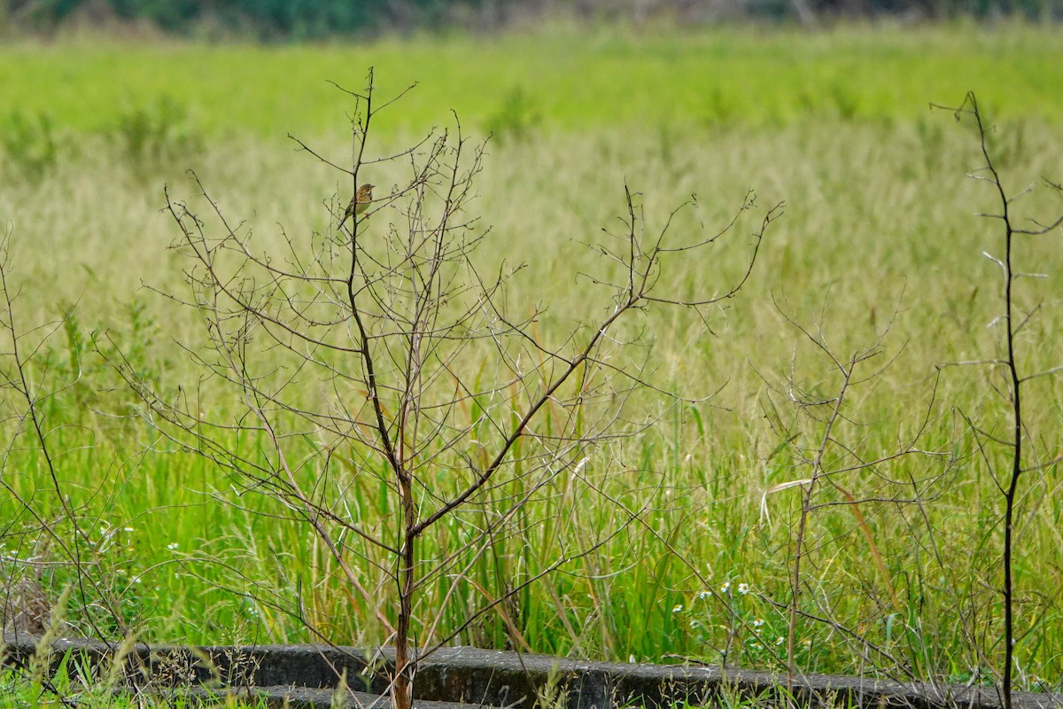 Chestnut-eared Bunting - ML645879129