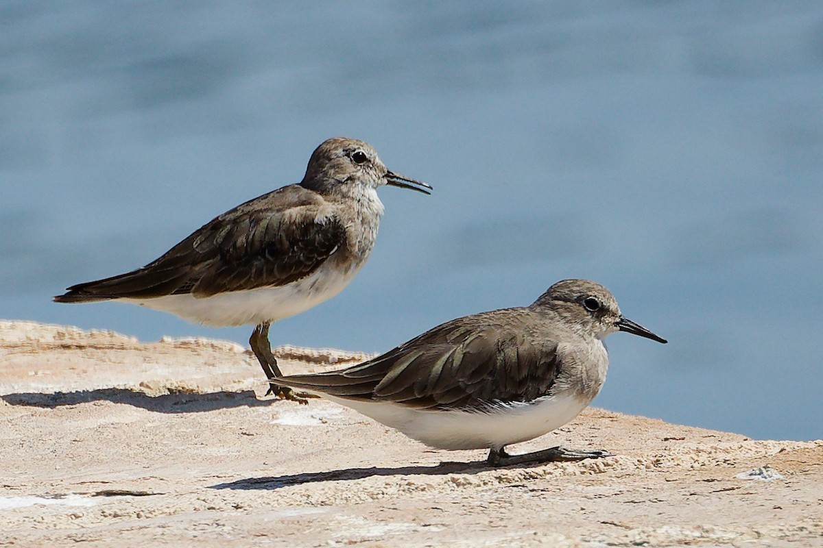 Temminck's Stint - ML645879131