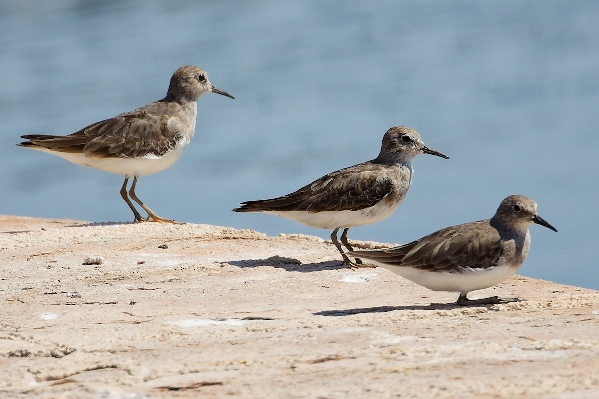 Temminck's Stint - ML645879133