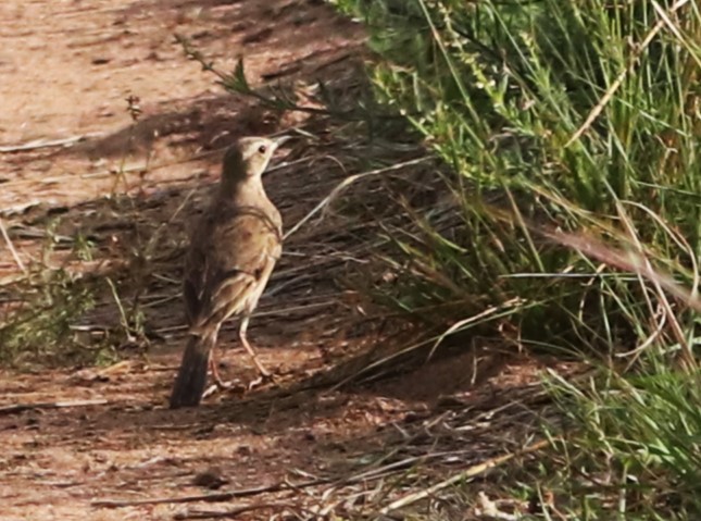 Plain-backed Pipit - ML645879142